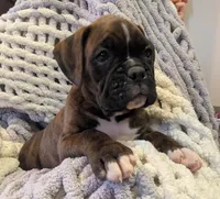 Ranger, a male Boxer for sale in Myerstown, PA – 3 of 5