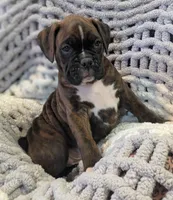 Ranger, a male Boxer for sale in Myerstown, PA – 5 of 5