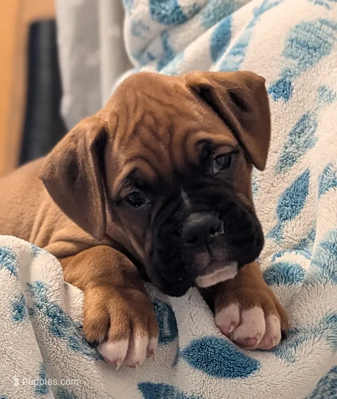 Bentley  – Boxer puppy for sale in Myerstown, PA