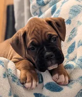 Bentley , a male Boxer for sale in Myerstown, PA – 1 of 4