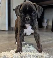 Tesla, a female Boxer for sale in Myerstown, PA – 2 of 4