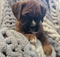 Blazer, a male Boxer for sale in Myerstown, PA – 2 of 5