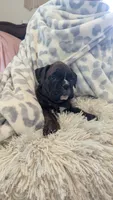 Dakota , a female Boxer for sale in Myerstown, PA – 5 of 5