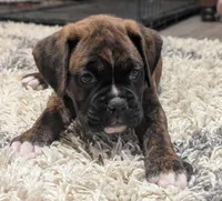 Bronco, a male Boxer for sale in Myerstown, PA – 2 of 6