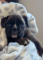 Dakota , a female Boxer for sale in Myerstown, PA – 4 of 5