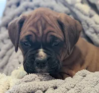 Blazer, a male Boxer for sale in Myerstown, PA – 4 of 5