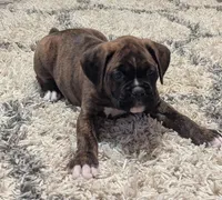 Bronco, a male Boxer for sale in Myerstown, PA – 3 of 6