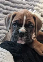 Wrangler, a male Boxer for sale in Myerstown, PA – 2 of 4