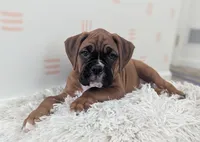 Sienna, a female Boxer for sale in Myerstown, PA – 5 of 5