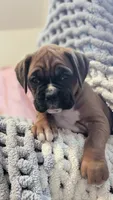 Blazer, a male Boxer for sale in Myerstown, PA – 5 of 5