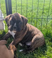 Bronco, a male Boxer for sale in Myerstown, PA – 6 of 6