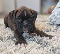 Ranger, a male Boxer for sale in Myerstown, PA – 2 of 5