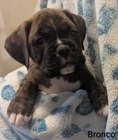 Bronco, a male Boxer for sale in Myerstown, PA – 5 of 6