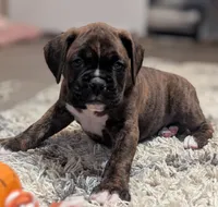 Bronco, a male Boxer for sale in Myerstown, PA – 4 of 6