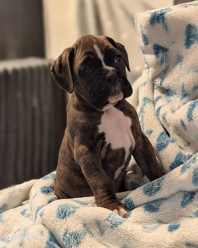 Mustang  – Boxer puppy for sale in Myerstown, PA
