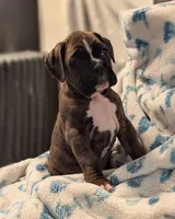 Mustang , a male Boxer for sale in Myerstown, PA – 1 of 3