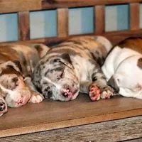 processed/529ae49d-344c-45f7-95fa-e2e980dfe4b1/facility/2b70aa3b-faca-46a6-ae21-8cbad27c6bbc