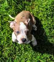 Purple, a male American Bully for sale in East Patchogue, NY – 1 of 2