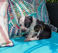 Pink, a female American Bully for sale in East Patchogue, NY – 1 of 1