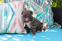 Silver, a female American Bully for sale in East Patchogue, NY – 1 of 3