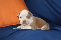 Lumiya, a female American Bully for sale in East Patchogue, NY – 1 of 1