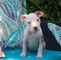 Mara, a female American Bully for sale in East Patchogue, NY – 2 of 5