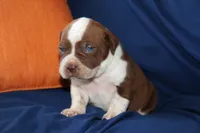 Jar Jar Binks, a male American Bully for sale in East Patchogue, NY – 1 of 1