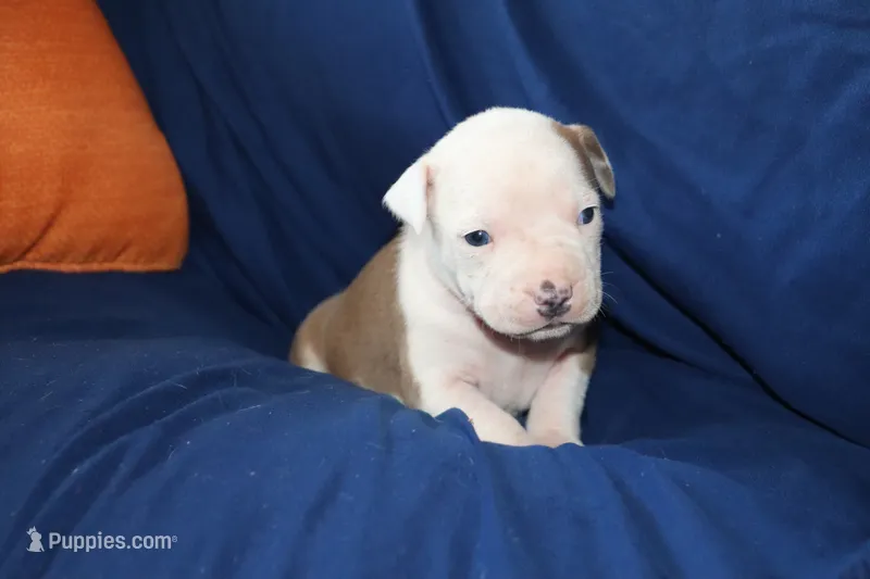 Mara, a female American Bully for sale in East Patchogue, NY – 1 of 1