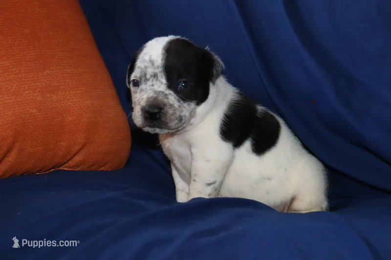 Vader, a male American Bully for sale in East Patchogue, NY – 1 of 1