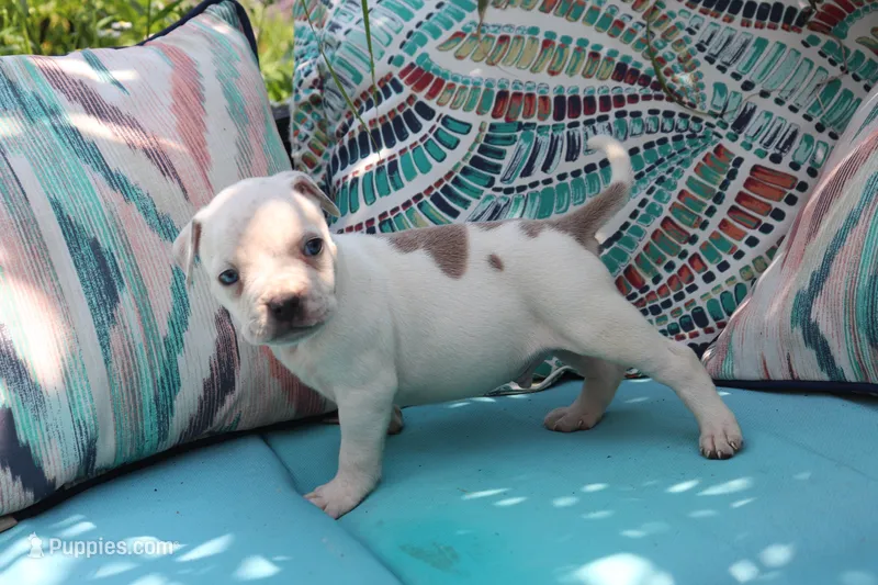 Yoda – American Bully puppy for sale in East Patchogue, NY