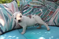 Yoda, a male American Bully for sale in East Patchogue, NY – 1 of 4