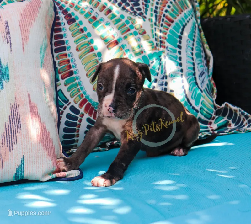 Orange runt – American Bully puppy for sale in East Patchogue, NY