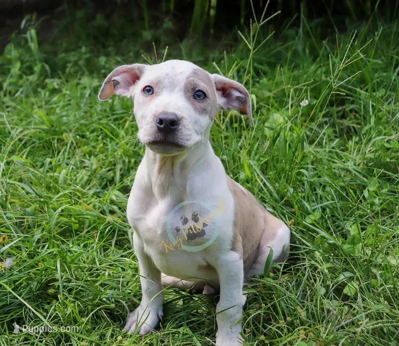 Red – American Bully puppy for sale in East Patchogue, NY