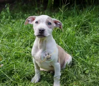 Red, a male American Bully for sale in East Patchogue, NY – 1 of 2