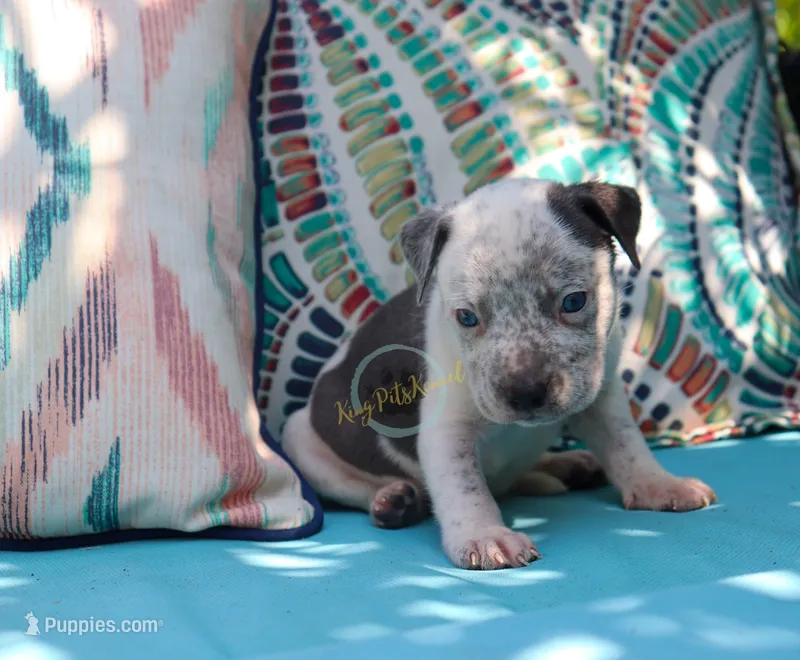Blue – American Bully puppy for sale in East Patchogue, NY