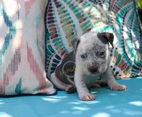 Blue, a male American Bully for sale in East Patchogue, NY – 1 of 1