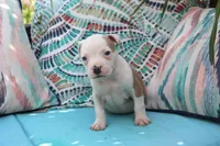 Mara, a female American Bully for sale in East Patchogue, NY – 3 of 5