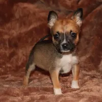 Silk, a female Pomsky for sale in East Patchogue, NY – Photo 4 of 7