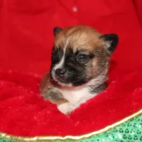 Silk, a female Pomsky for sale in East Patchogue, NY – Photo 3 of 7