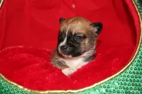 Silk, a female Pomsky for sale in East Patchogue, NY – Photo 2 of 7