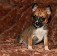 Silk, a female Pomsky for sale in East Patchogue, NY – Photo 1 of 7