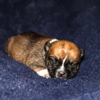 Silk, a female Pomsky for sale in East Patchogue, NY – Photo 5 of 7