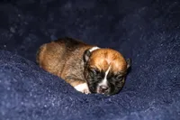 Silk, a female Pomsky for sale in East Patchogue, NY – Photo 5 of 7