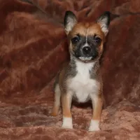 Silk, a female Pomsky for sale in East Patchogue, NY – Photo 7 of 7