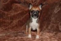 Silk, a female Pomsky for sale in East Patchogue, NY – Photo 7 of 7