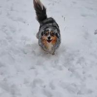 Silk, a female Pomsky for sale in East Patchogue, NY – Photo 2 of 7