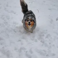 Silk, a female Pomsky for sale in East Patchogue, NY – Photo 4 of 7