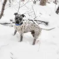Silk, a female Pomsky for sale in East Patchogue, NY – Photo 6 of 7
