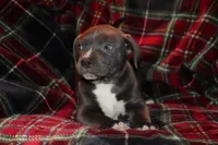 Johnathan, a male American Bully for sale in East Patchogue, NY – Photo 2 of 8