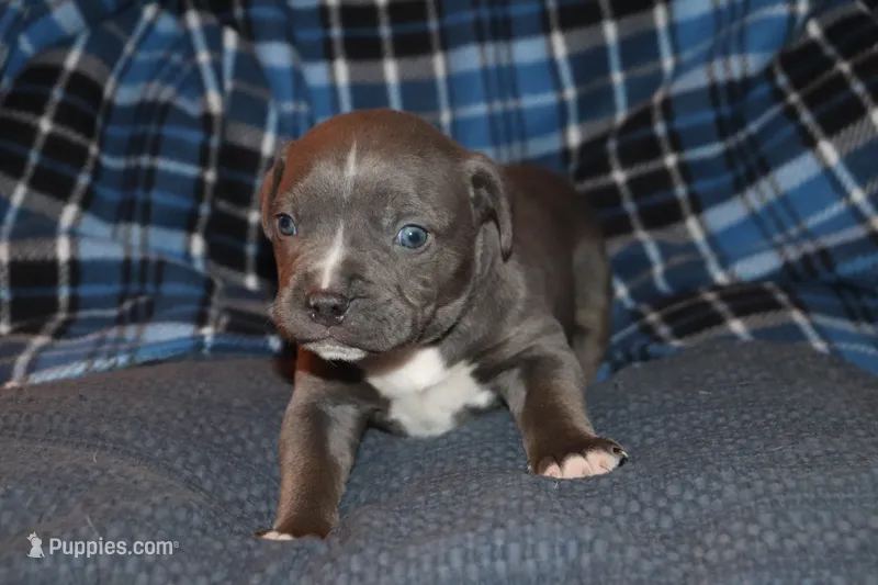 Johnathan(ghost tri merle)